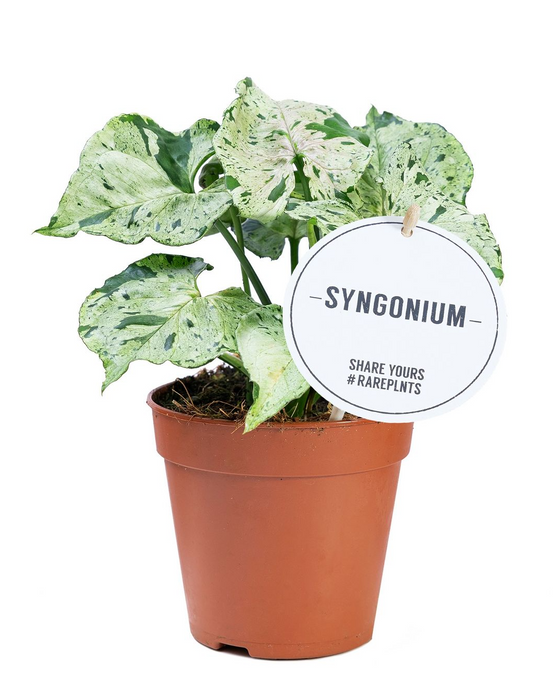 Syngonium 'Green Splash' Image 1