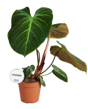 Philodendron rubrijuvenile (El Choco Red)