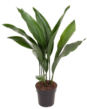 Aspidistra elatior