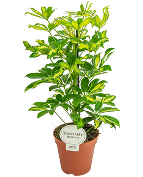 Schefflera arboricola 'Gerda'