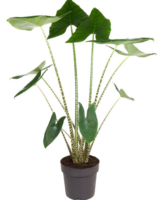 Alocasia zebrina Image 3