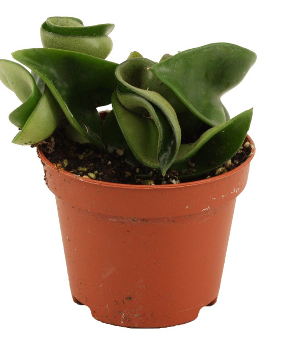 Hoya carnosa 'Compacta' Image 7