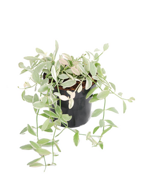 Dischidia oiantha 'White Diamond'