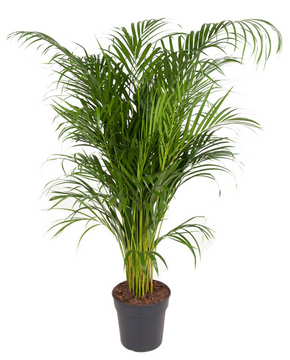 Chrysalidocarpus lutescens (syn. Dypsis lutescens) Areca Palm