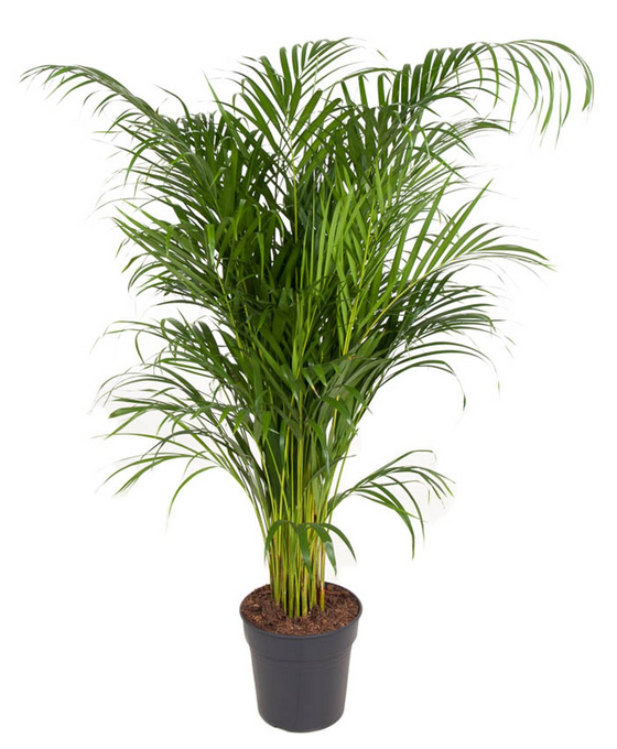 Chrysalidocarpus lutescens (syn. Dypsis lutescens) Areca Palm Image 1