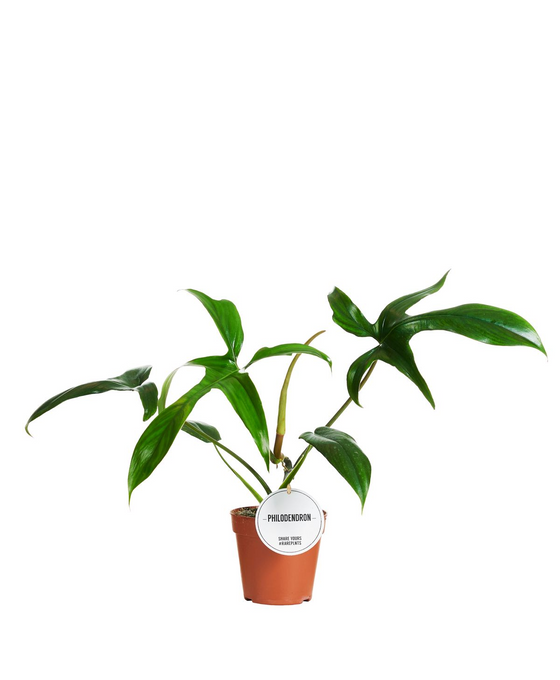 Philodendron pedatum 'Glad Hands' Image 1