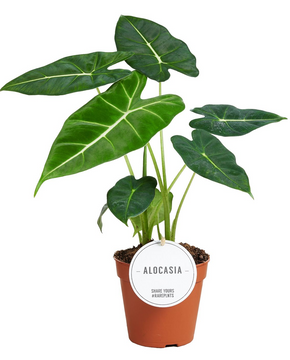 Alocasia micholitziana 'Frydek'