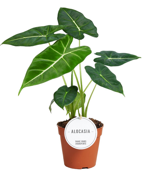 Alocasia micholitziana 'Frydek' Image 1