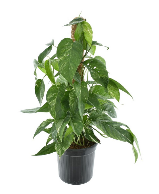Epipremnum pinnatum 'Albo-Variegata' Image 1