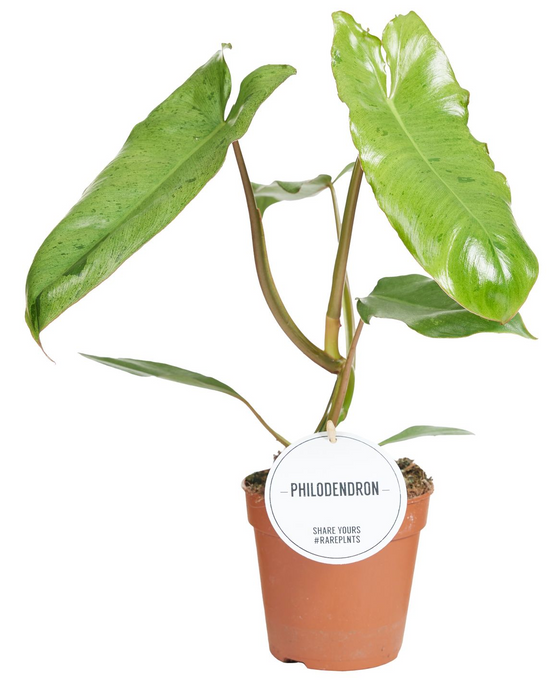 Philodendron 'Paraiso Verde' Image 1
