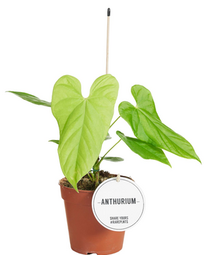 Anthurium balaoanum