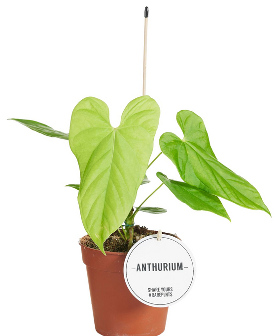 Anthurium balaoanum Image 1