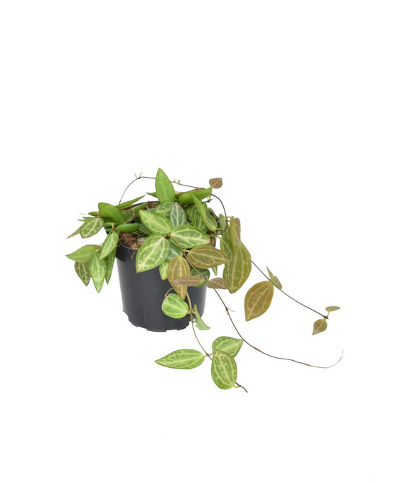 Dischidia ovata Image 1