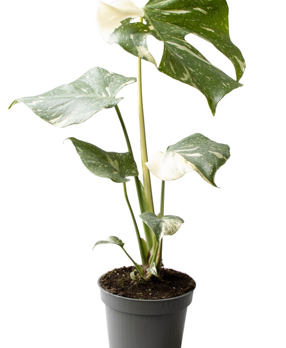 Monstera deliciosa 'Thai Constellation' Image 2