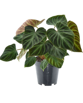Philodendron verrucosum