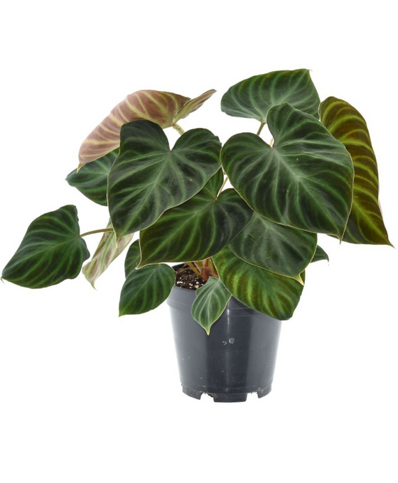 Philodendron verrucosum Image 1