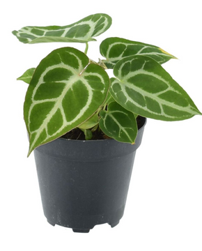 Anthurium crystallinum