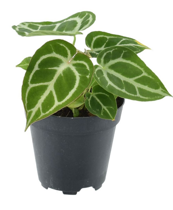 Anthurium crystallinum Image 1