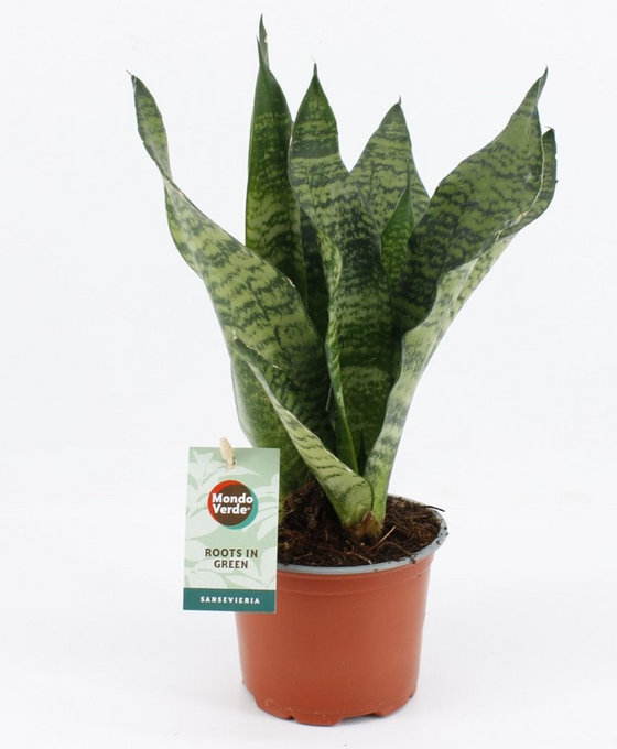 Sansevieria trifasciata 'Black Coral' Image 5