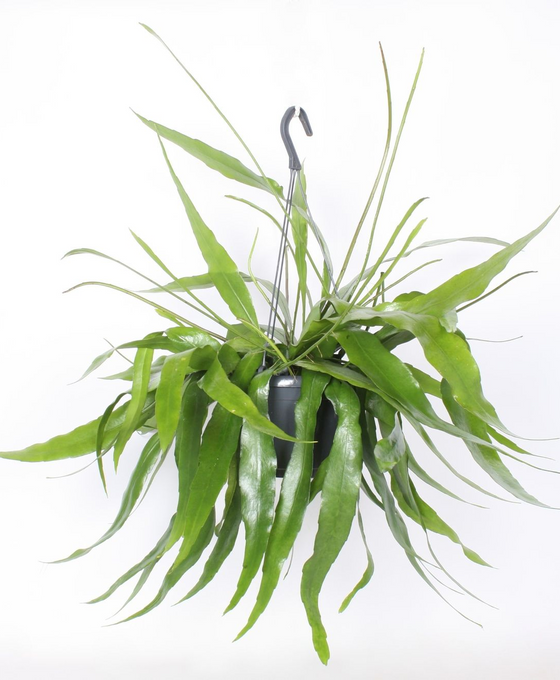 Epiphyllum pumilum Image 6