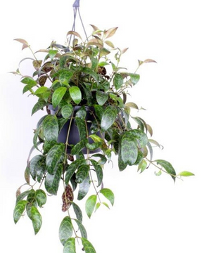 Aeschynanthus longicaulis (syn. Aeschynanthus marmoratus)