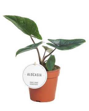 Alocasia scalprum