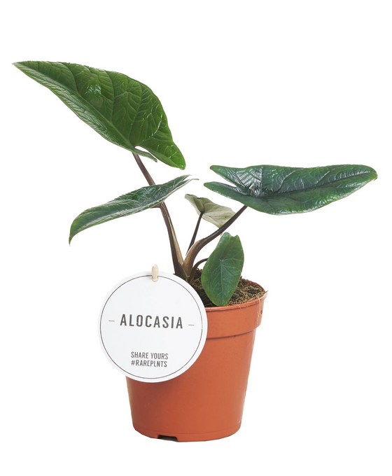 Alocasia scalprum Image 1