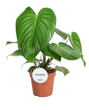 Philodendron grandipes