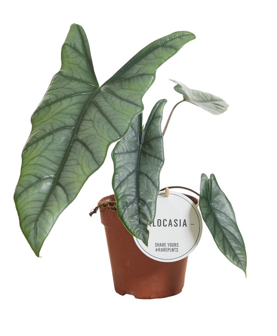 Alocasia heterophylla Image 1