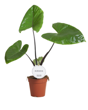 Alocasia Black Stem