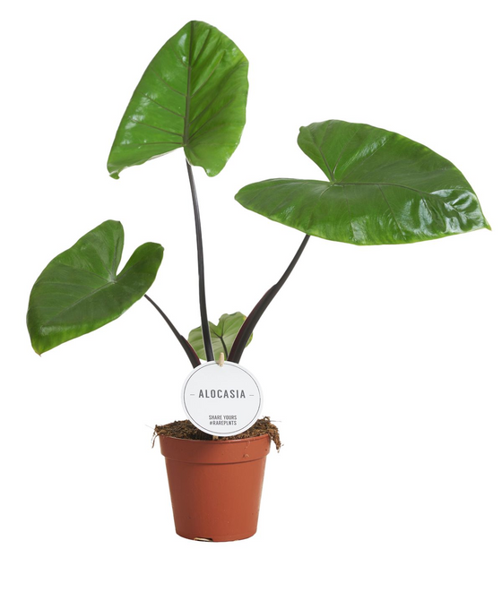 Alocasia Black Stem Image 1
