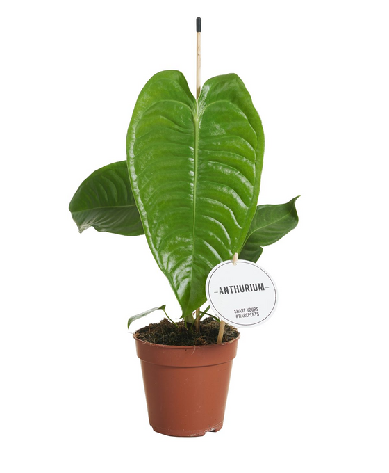 Anthurium veitchii Image 2