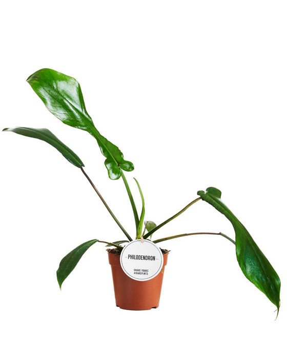 Philodendron x joepii Image 1