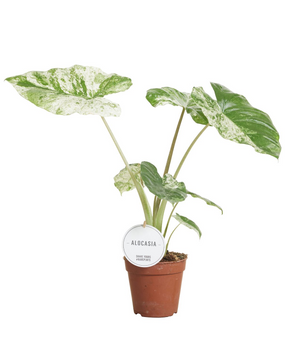 Alocasia macrorrhiza 'Splash Variegated'