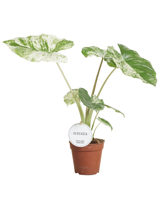 Alocasia macrorrhiza 'Splash Variegated' Image 1