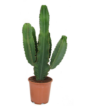Euphorbia ingens