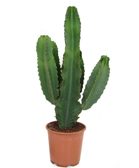 Euphorbia ingens Image 1