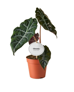 Alocasia Chantrieri