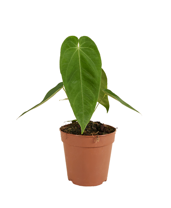 Anthurium queremalense Image 1