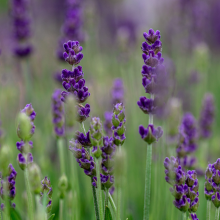 Lavandula angustifolia 'Hidcote' Image 2