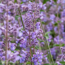 Nepeta faassenii Image 2