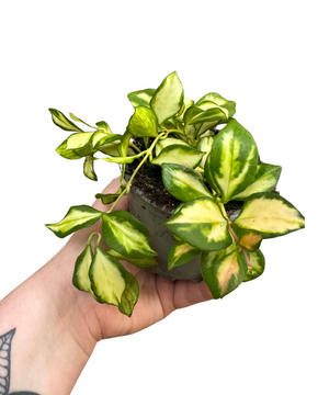Hoya heuschkeliana 'Variegata'