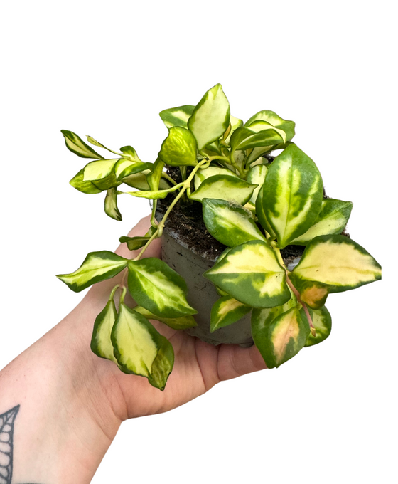 Hoya heuschkeliana 'Variegata' Image 1