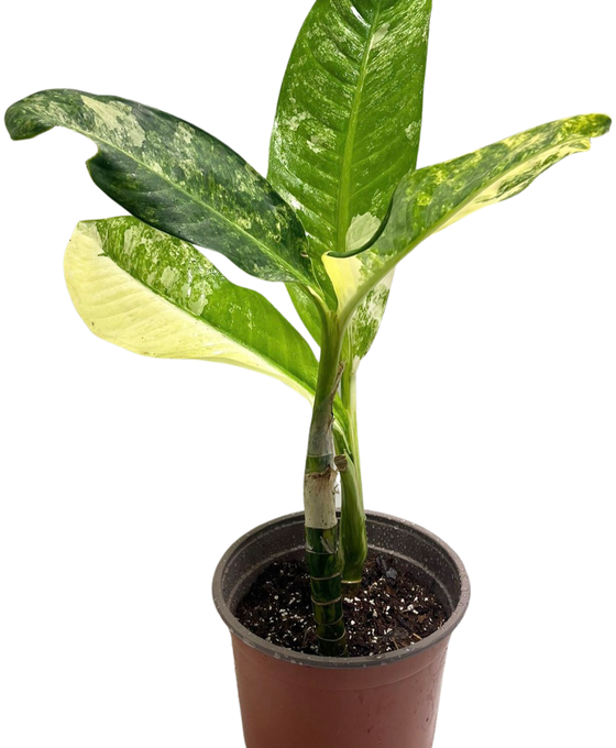 Dieffenbachia daguensis aurea Image 1