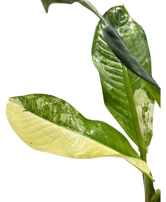 Dieffenbachia daguensis aurea Image 2
