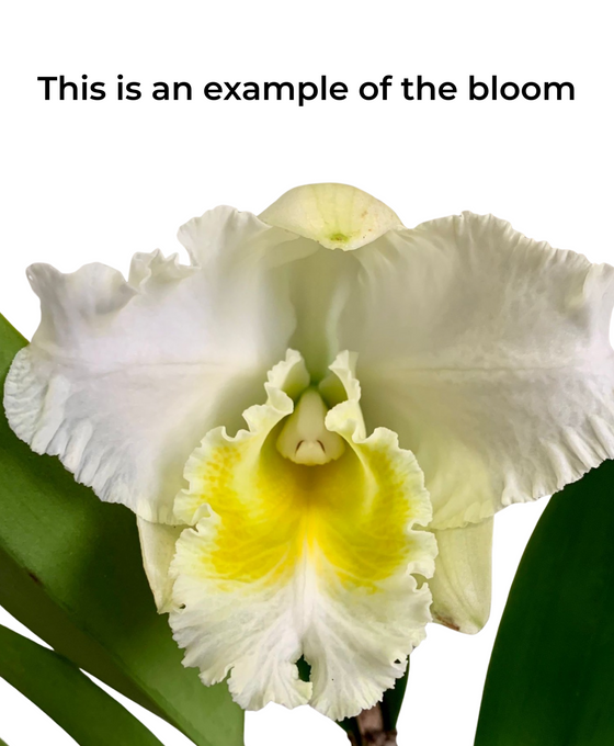 Cattleya hybrid Image 3