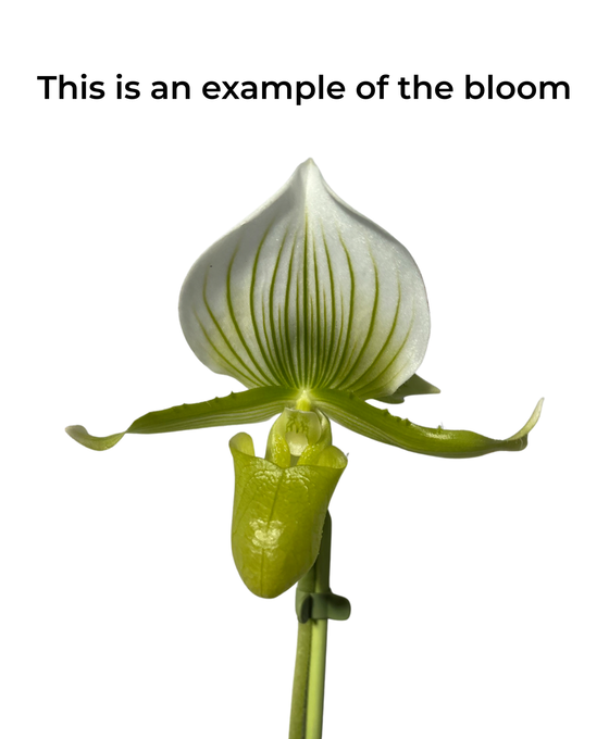 Paphiopedilum × maudiae 'Femma' Image 2