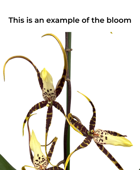 × Brassidium Spider Star gx 'Toscana' (Syn. Brassia ‘Toscana’) Image 4