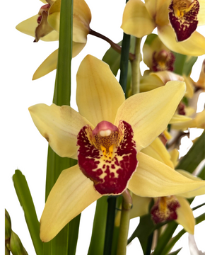 Cymbidium hybrid