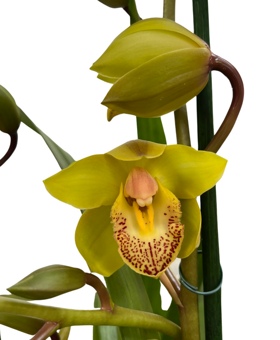 Cymbidium hybrid Image 4